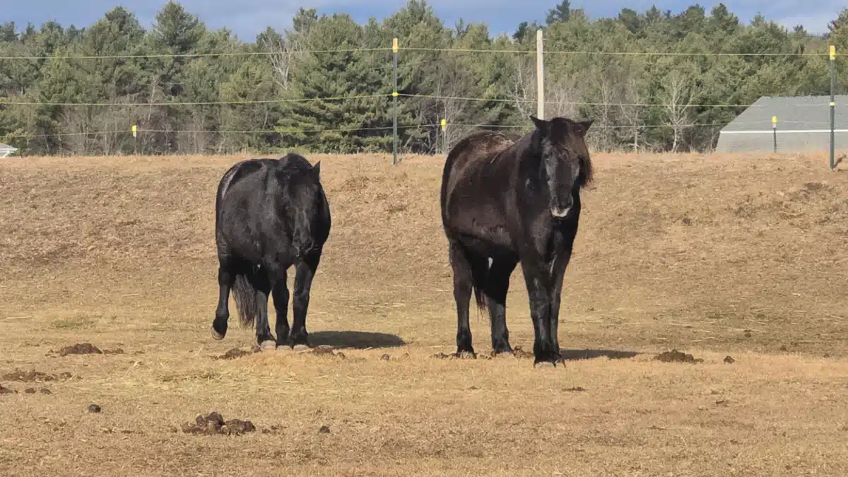 ROOTS at Evergreen Grove