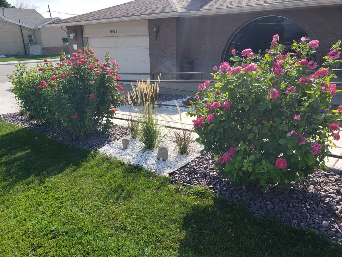 Redwood Recovery - Preview